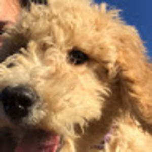 Meet your Posher, Colby